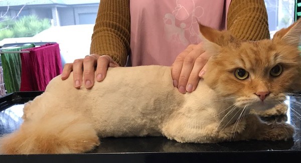 Roger is a Siberian.