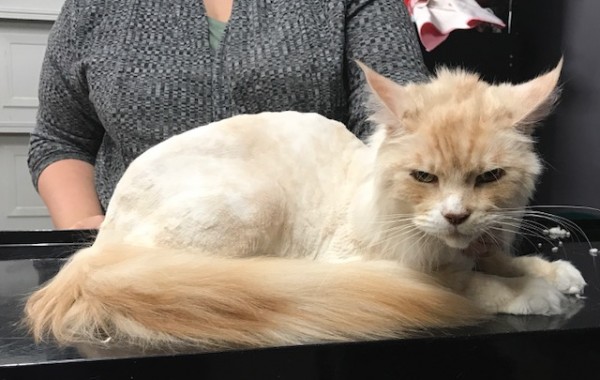 Bruce is a Mainecoon.