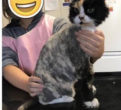 Chloe is a long hair domestic.