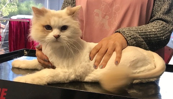 Snowball is a Ragdoll